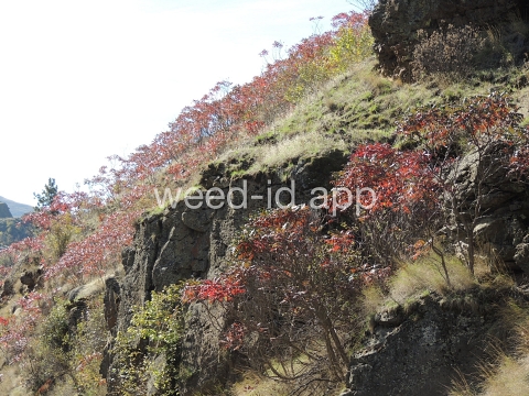 sumac, smooth